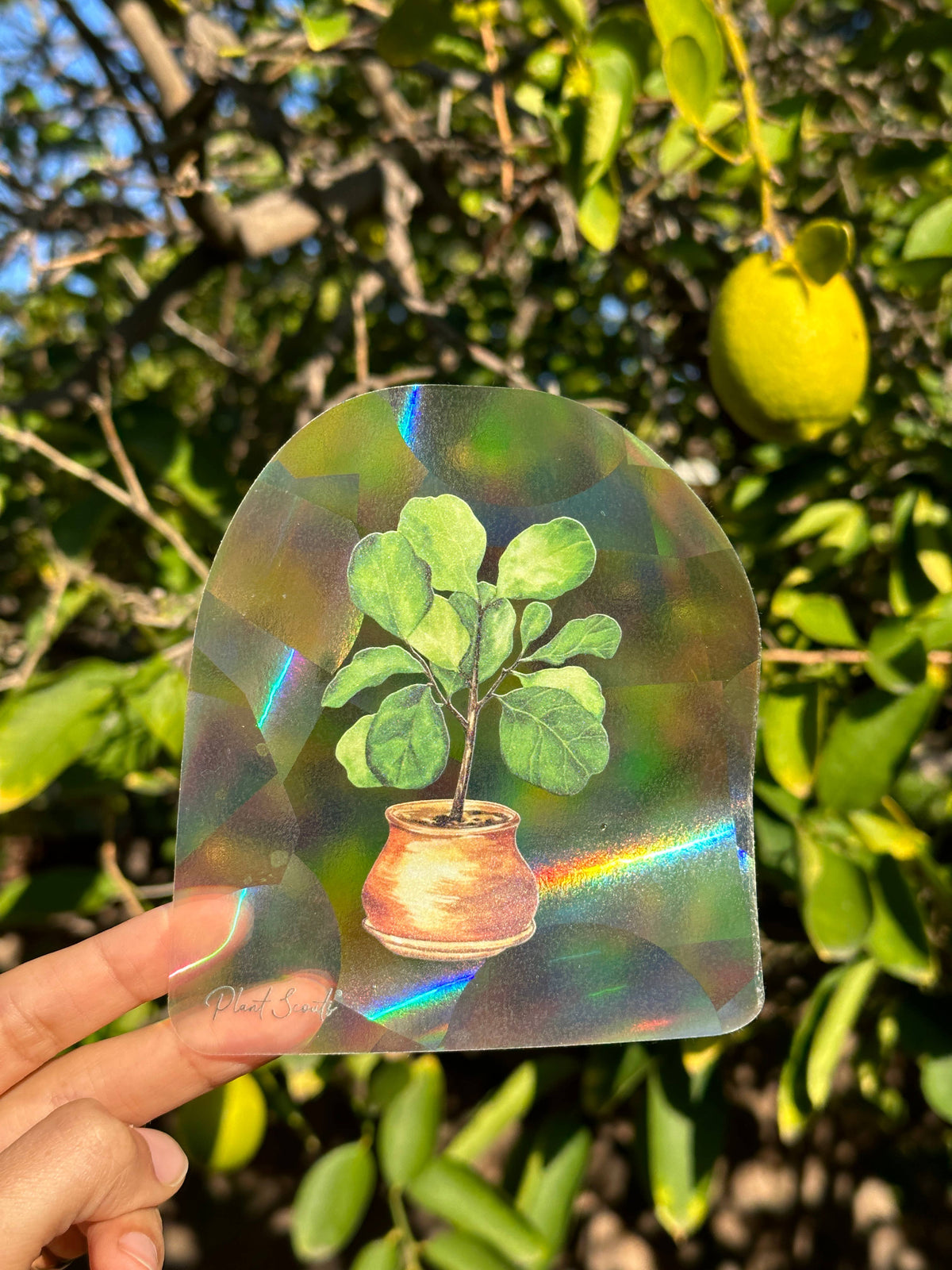 Suncatcher Window Decal Sticker Crystal - Fiddle Fig Unisex , , , Long Sleeve Tee