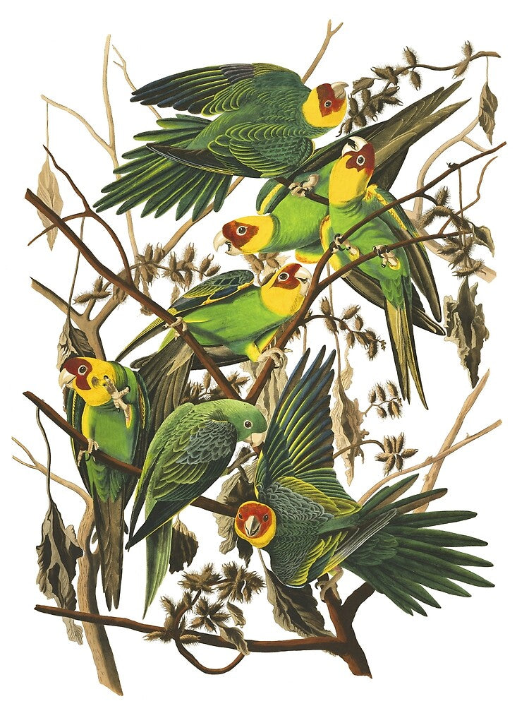 Carolina Parakeet - John James Audubon by billythekidtees Unisex , , , Long Sleeve Tee