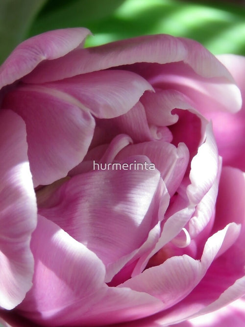 A Pink And Curly Tulip In The Garden by hurmerinta