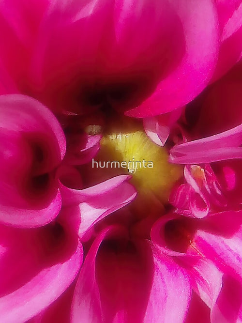 A Gorgeous Pink Dahlia Closeup View by hurmerinta
