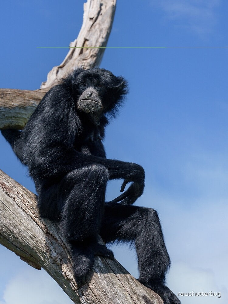 Calm Siamang Gibbon Under Open Sky by rawshutterbug Unisex , , , Long Sleeve Tee