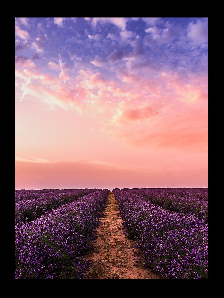 Beautiful Lavender Flower Fields by PotluckPrints Unisex , , , Long Sleeve Tee