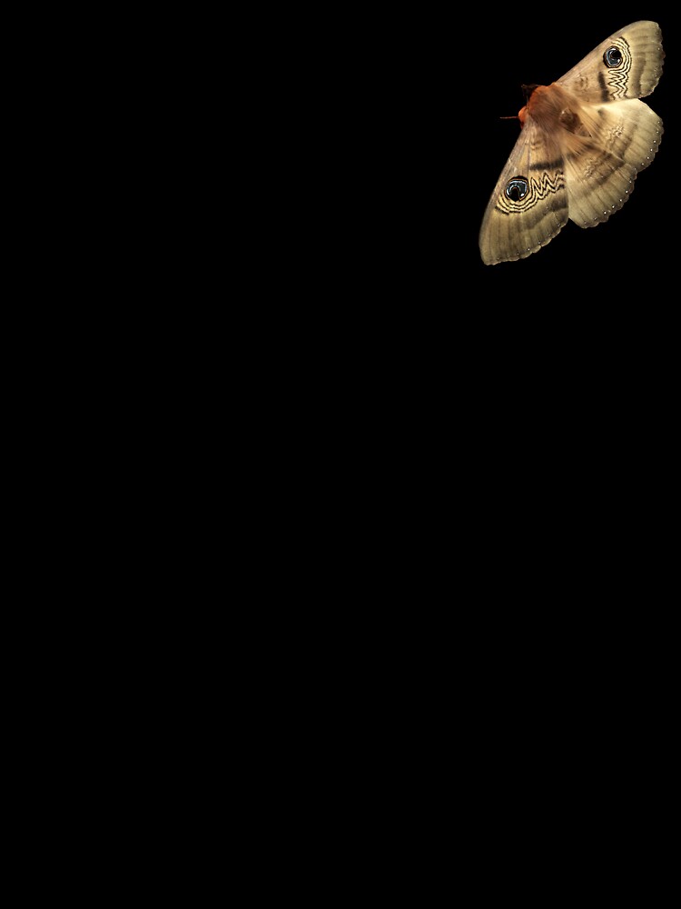 Moth by Kookie0702