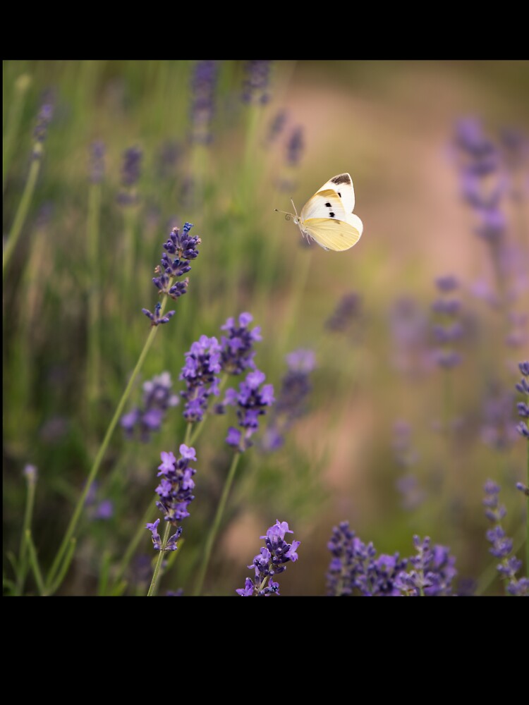 Lavender butterfly by iulianvelea Unisex , , , Long Sleeve Tee