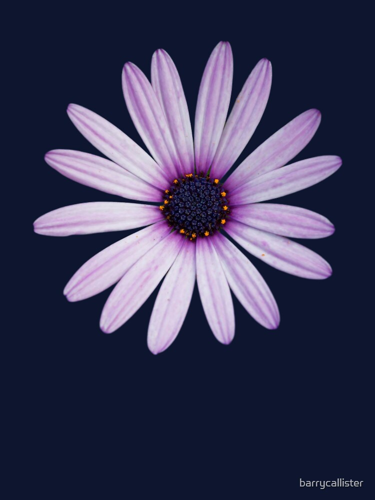 Purple African Daisy Floral Design by Barry Callister Photography