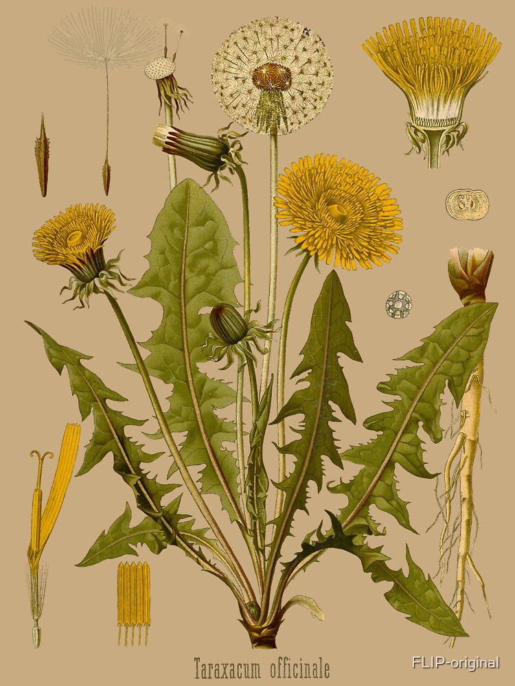 DANDELION Antique botanical illustration by FLIP-original Unisex , , , Long Sleeve Tee