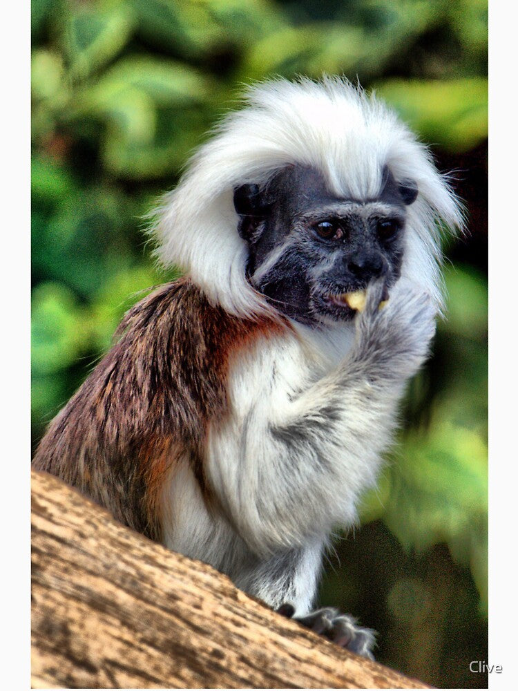 Cotton Topped Tamarin by Clive Unisex , , , Long Sleeve Tee