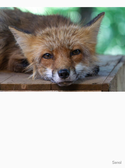 A fox in the fox village by Senol