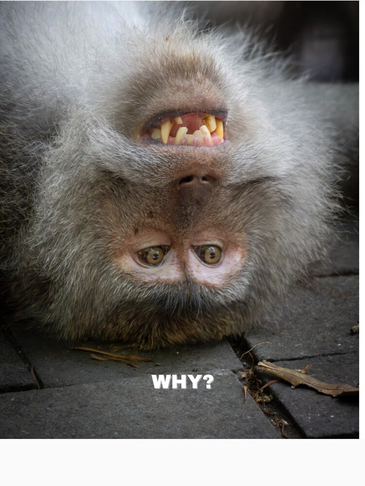 Why Though? Confused Monkey Meme – Existential Crisis Funny Animal by WildFrameNature Unisex , , , Long Sleeve Tee