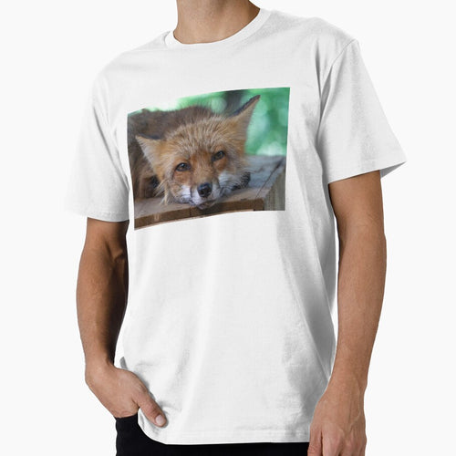 A fox in the fox village by Senol